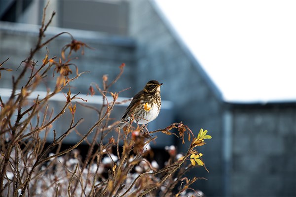 Redwing and Central Bank of Iceland